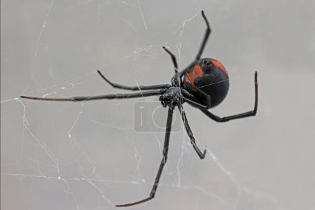 Foto de Red australiana Spider spinning web - Imagen libre de derechos