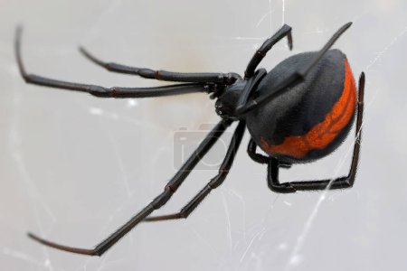 Australian Redback Spider en la web