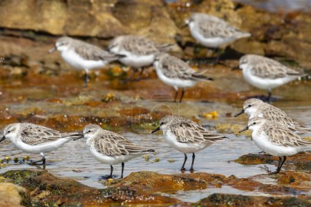 Flock of Red-necked Stints resting on rocky seashore
