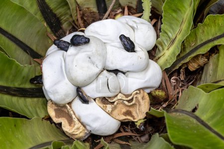 Foto de Australian Diamond Pythons hatching from egg - Imagen libre de derechos