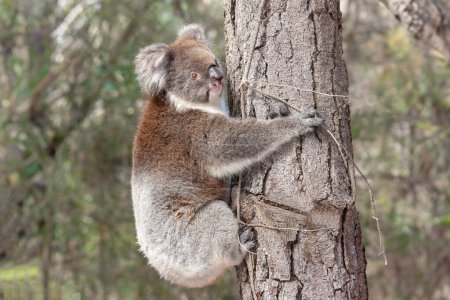 Australian Koala climbing large tree
