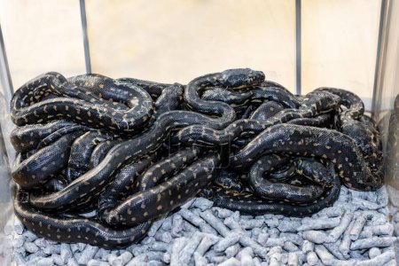 Captive Hatchling Australian Diamond Pythons