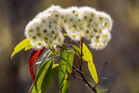 Australischer Blutholzbaum in Blume
