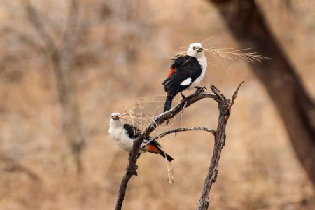 White-headed Buffalo Weaver birds with nest building materials in beak
