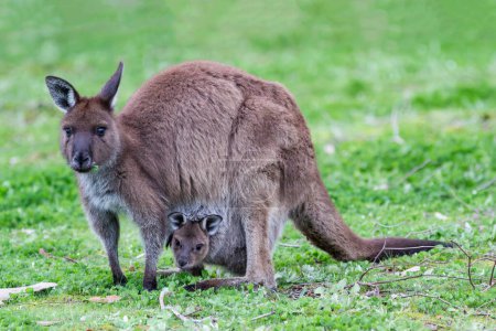Kangaroo Island Western Grey Kangaroo with joey in pouch