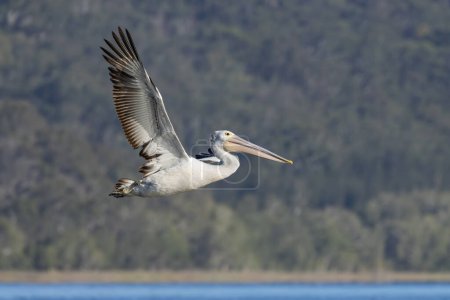 Australian Pelican in flight above lake