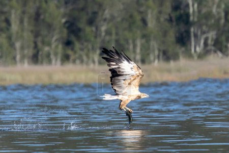 White-bellied Sea Eagle catching fish