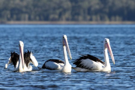 Australian Pelicans swimming on lake