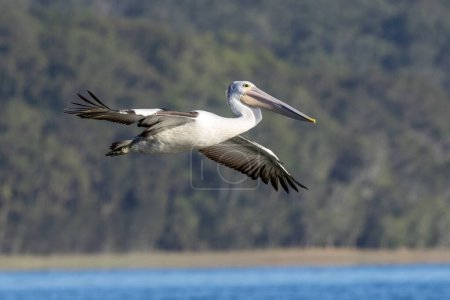 Australian Pelican in flight above lake