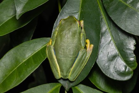 Australian Dainty Tree Frog resting on green leaf