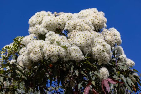 Photo for Red Bloodwood Tree in flower - Royalty Free Image