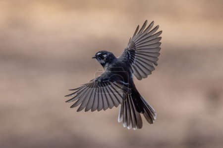 Australian Grey Fantail en vuelo
