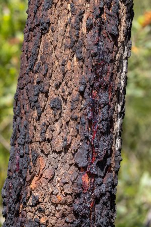 Stamm des australischen Roten Blutholzes