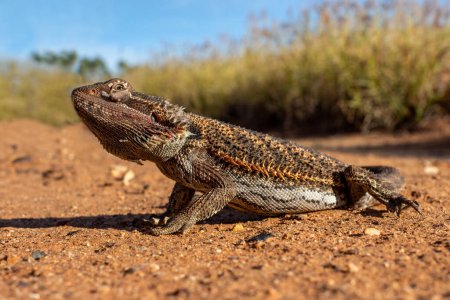Australian Central Bearded Dragon dans l'habitat naturel d'Australie centrale