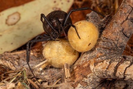 Australian Red-backed Spider with eggs