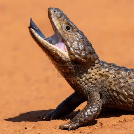 Australian Shingle-back Lizard in defensive posture
