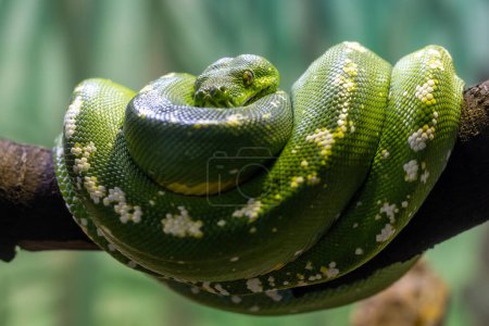 Captive Australian Green Tree Python