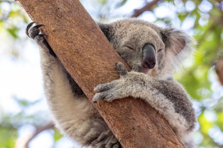 Australischer Koala ruht in Baum