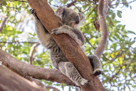 Australian Koala resting in tree
