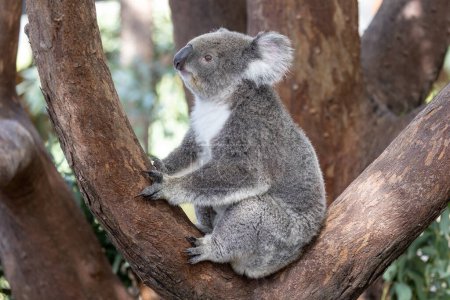 Koala australiano descansando en el árbol