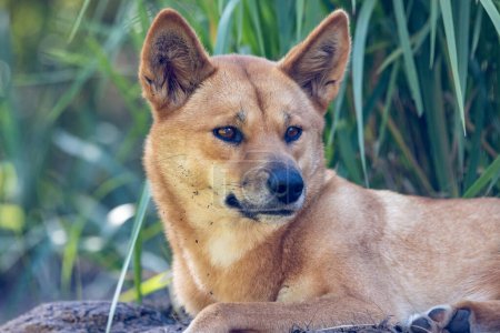 Captive Australian Dingo resting in shade