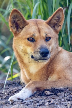 Gefangener australischer Dingo ruht im Schatten