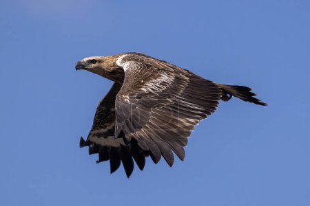 Juvenile White-bellied Sea Eagle in flight