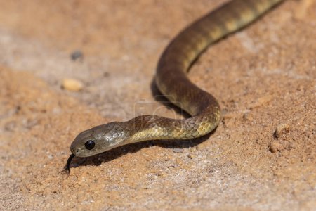 Australian Eastern Tiger snake flicking it's tongue as it follows a scent trail of prey