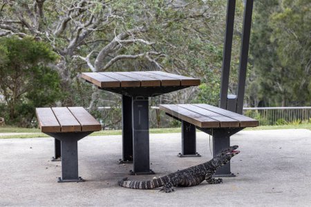 Australischer Spitzenwächter pflückt Essensreste auf einem Picknickplatz im Nationalpark