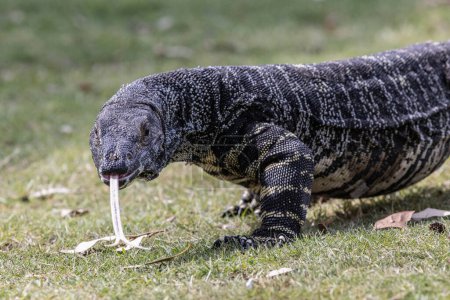 Photo for Australian Lace Monitor filckering it's forked tongue - Royalty Free Image