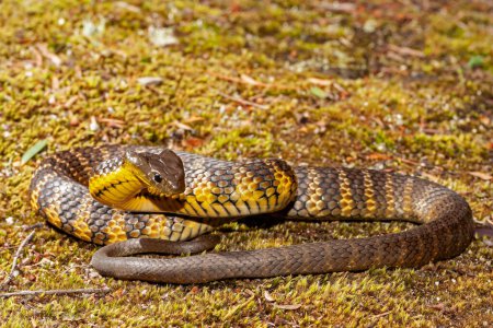 Highlly venomous Australian Eastern Tiger Snake