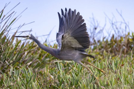 Australian White-faced heron taking flight