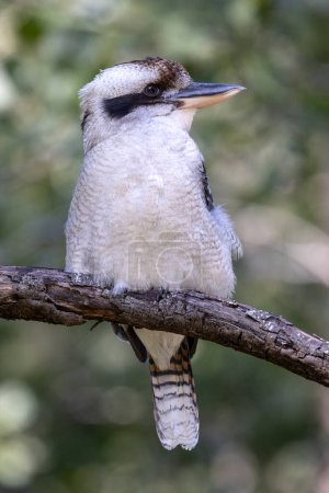 Lachender Kookaburra thront auf einem Ast