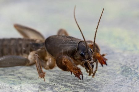 Close up of an Australian Mole Cricket