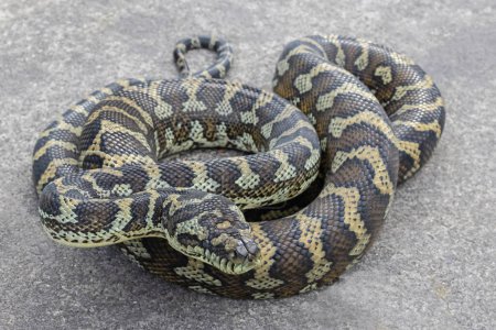 Australian Carpet Python, Morelia spilota