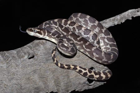 Foto de Rare Rough-scaled Python from the Kimberley Region of Western Australia - Imagen libre de derechos