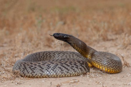 Foto de Salvaje australiano altamente venenoso interior Taipan serpiente - Imagen libre de derechos