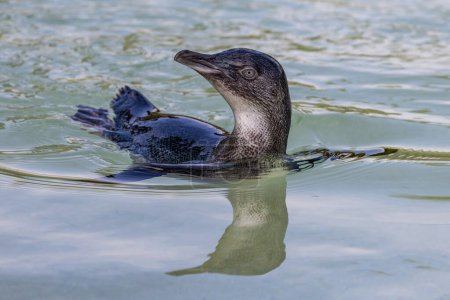 Petit pingouin nageant dans l'eau