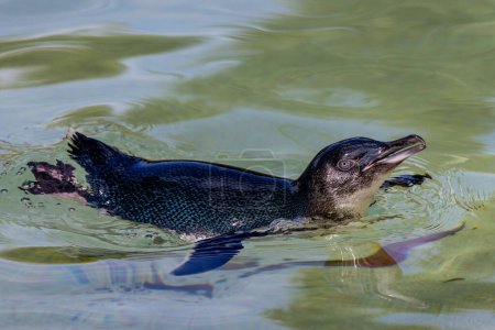 Téléchargez les photos : Petit pingouin nageant dans l'eau - en image libre de droit