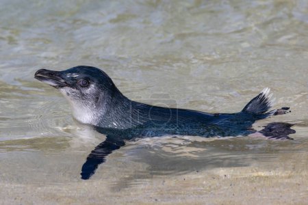 Téléchargez les photos : Petit pingouin nageant dans l'eau - en image libre de droit