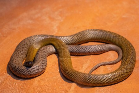 Foto de Serpiente de Taipan interior altamente venenosa australiana - Imagen libre de derechos