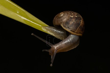 Common Garden Snail on plant leaf