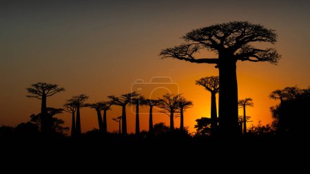 Foto de Avenida de los baobabs, Madagascar - Imagen libre de derechos