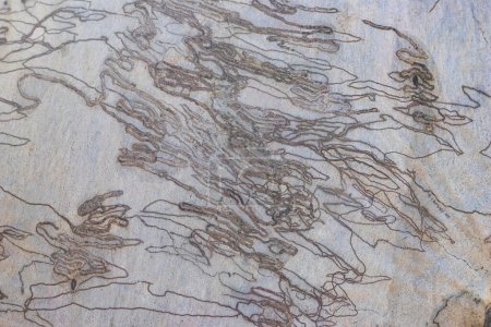 Écorce du genévrier australien gribouillis montrant une peur causée par les larves de la teigne gribouillis