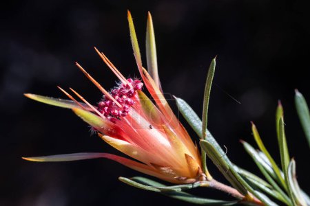 Australian Mountain Devil or Honey Flower