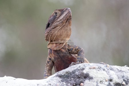 Portriat d'un dragon d'eau australien de l'Est