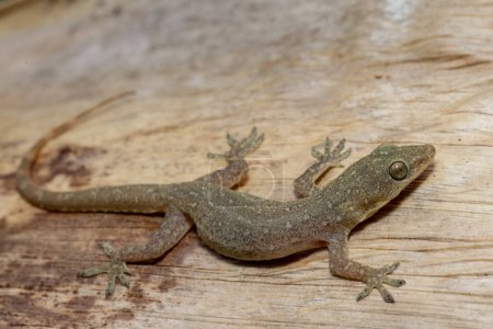 Introduit Indo-Pacific Gecko en Australie