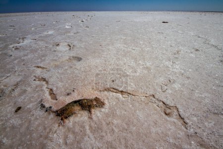 Roedor incrustado de sal en la cuenca del lago Eyre Australia Meridional