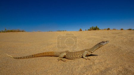 Australian Sand Monitor resting on inland Australian sand dune