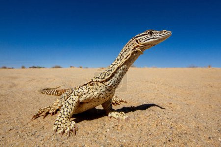 Téléchargez les photos : Australian Sand Monitor reposant sur une dune intérieure australienne - en image libre de droit